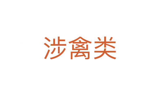 涉禽類(lèi)